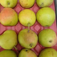 خرید میوه ب صورت تلفنی