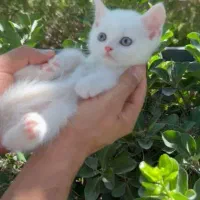 بچه گربه بریتیش چشم سبز ماده