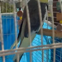 عروس هلندی جفت|پرنده|کوچصفهان, |دیوار