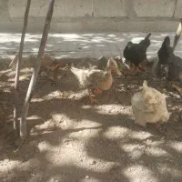 مرغ  اردک