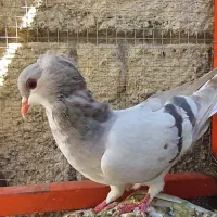 یک جفت کفتر نروماده|پرنده|شیراز, شهرک گلها|دیوار