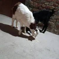 دو عدد بزغاله