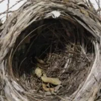 پرنده|پرنده|اهواز, کوی شاهد|دیوار