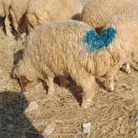 کاور