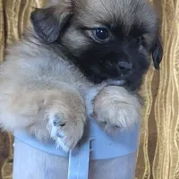 مادر و توله میکس شیتزو فلت و پامر روباهی اصیل|سگ|مشهد, کلاکوب|دیوار