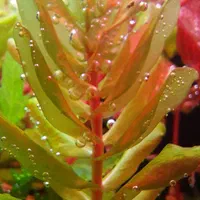 گیاه روتالا تولونادنسیس Rotala Tulunadensis|ماهی|تهران, یوسف‌آباد|دیوار