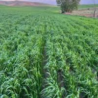 گندم بذری بوجاری شده|خدمات باغبانی و درختکاری|قیدار, |دیوار