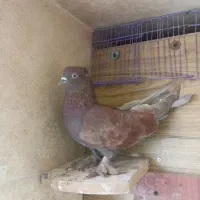 کبوتر راعبی سرخ
