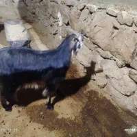 دو عدد بز ابستن