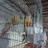 گرینچیک عروس و قناری