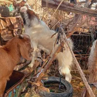 یک نری سفید چاق چاق مناسب کشتن و داشتی