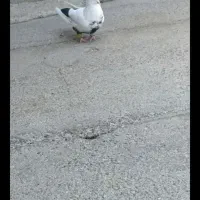 کبوتر سینه دم