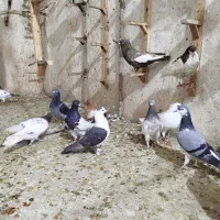دسته ۲۲تایی|پرنده|شیراز, ارم|دیوار