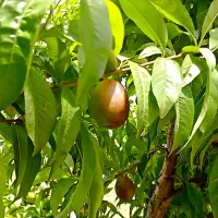 اجاره باغ میوه