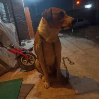 سگ دارم نژاد بیگل