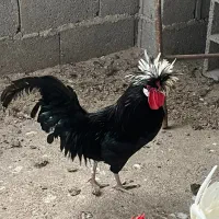 خروس لهستانی