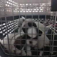 سگ شیت سوگ|سگ|رشت, پیرکلاچای|دیوار