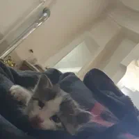 گربه ۲ و نیم ماهه|گربه|زنجان, |دیوار