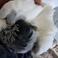 کفتر کبوتر طوقی و س|پرنده|گنبد کاووس, |دیوار