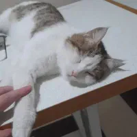 گربه ناز خونگی