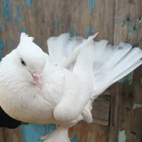 کبوتر پرشی|پرنده|ماهنشان, |دیوار