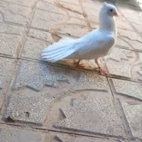 برفی نر دستی