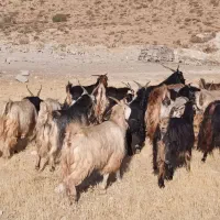 20 راس سالار بز ترکی اصیل آبستن