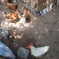 مرغ و خروس
