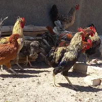 خروس محلی جوان