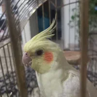 عروس هلندی ماده زعفرونی