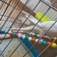 عروس هلندی آماده جفت گیری