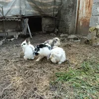 خرگوش