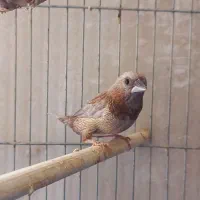 فنچ بنگالی پرل شکلاتی|پرنده|هشتگرد, گلسار|دیوار