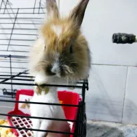 یک جفت بچه خرگوش بامزه با قفس|موش و خرگوش|قم, دروازه ری|دیوار