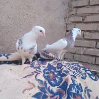 نر و ماده طوقی