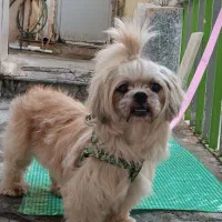 واگذاری سگ شیتزو