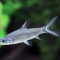 سه عدد ماهی سیلور شارک