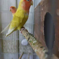 جفت کوتوله برزیلی مولد