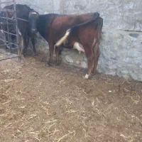 گاوباگوساله شکم دوم فروشی