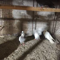 مبوتر