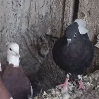 چند عدد کفتر ماده|پرنده|اهواز, ملاشیه|دیوار