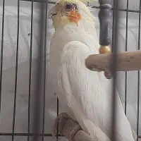 نرماده عروس هلندی
