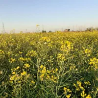 سلام حواله خودرو پارس نوآ تندر ۹۰ جدید