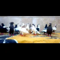 کفتر رنگه خال ساده سینه ی دسته۱۵تایی زدخوردی