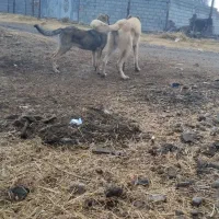 توله سرابی ناب|سگ|تبریز, |دیوار