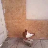 کبوتر سینه سرخ|پرنده|مشهد, سیس‌آباد|دیوار