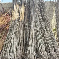 نهال صنوبر اعلا آماده ارسال