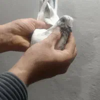 تهرانی ساعت سنگین