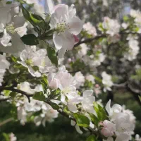 طبیعت فصل بهار زیباست