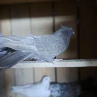 کفترا همه درجه یک من شب اومده روی بوم.|پرنده|عقدا, |دیوار